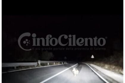 Cucciolo lupo