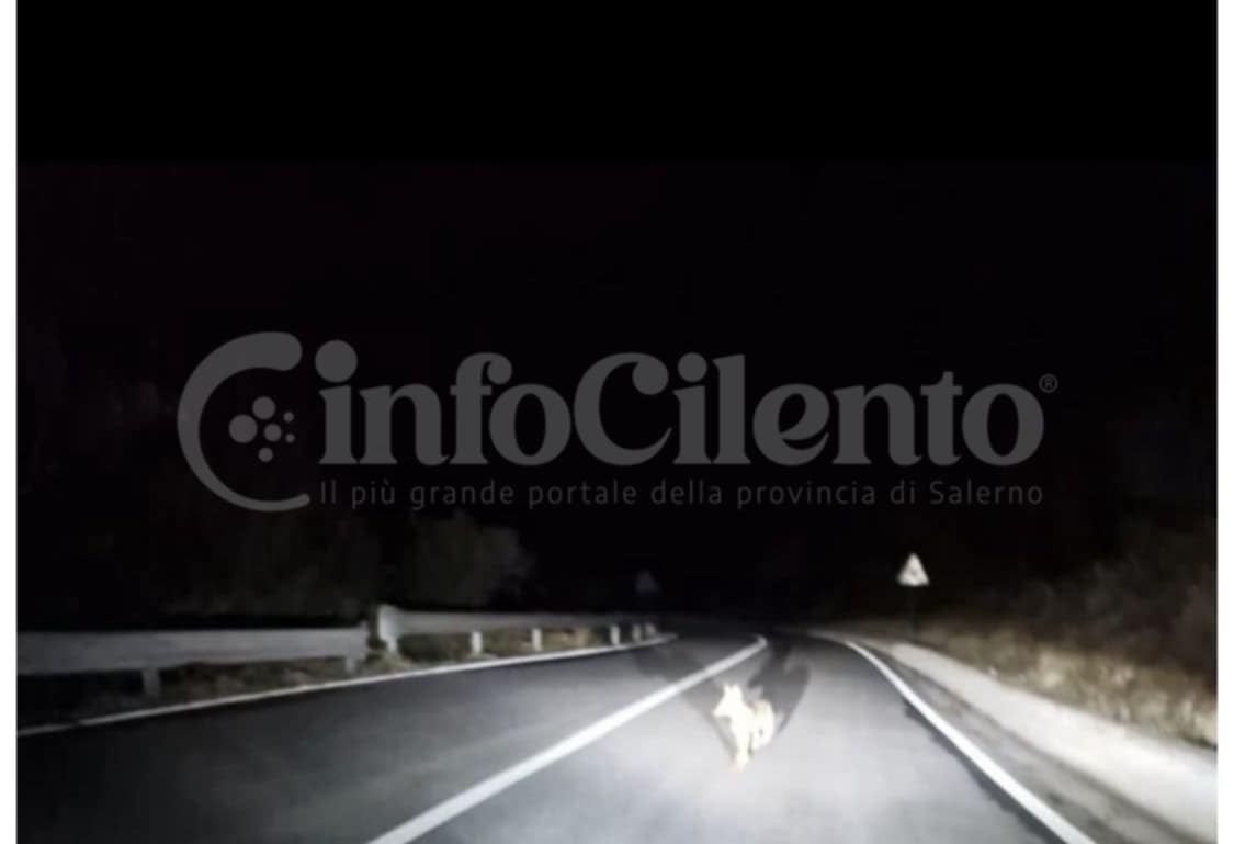 Cucciolo lupo