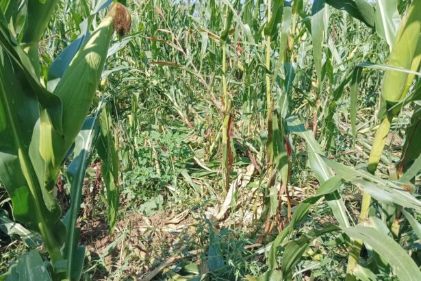 Montesano sulla Marcellana, cinghiali devastano campi