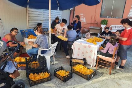 Sagra fiore di zucca