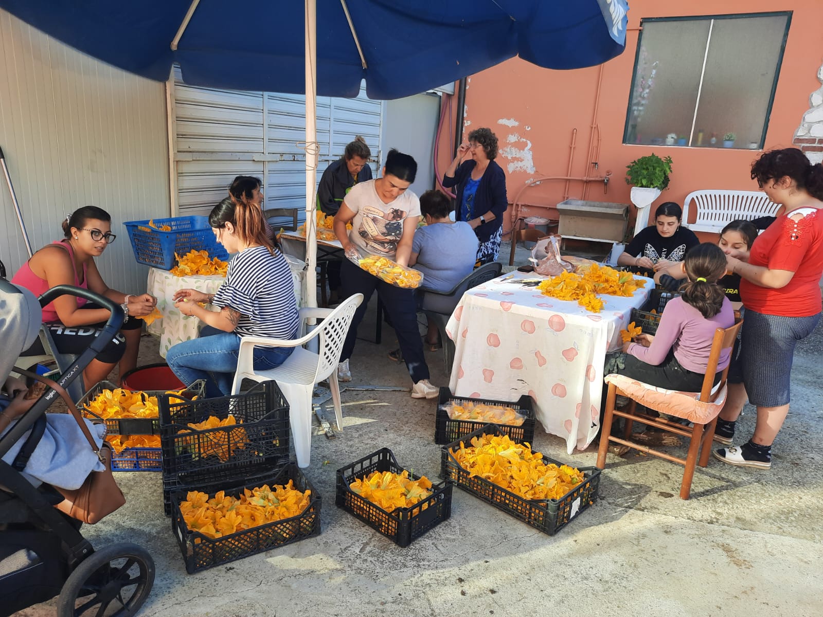 Sagra fiore di zucca