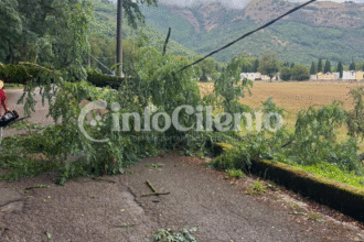 Albero Sant'Arsenio crollato