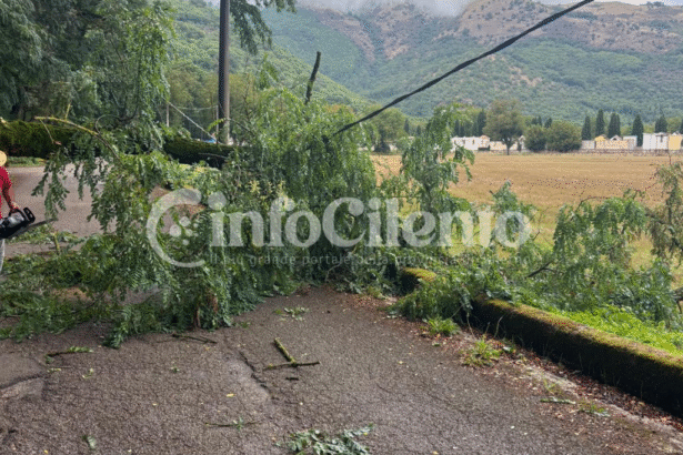 Albero Sant'Arsenio crollato