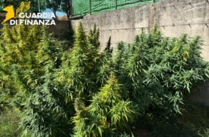 Droga Cannabis