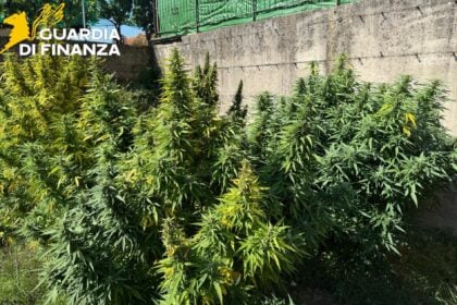 Droga Cannabis