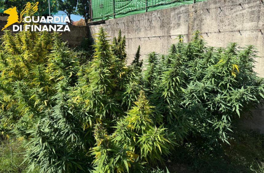 Droga Cannabis