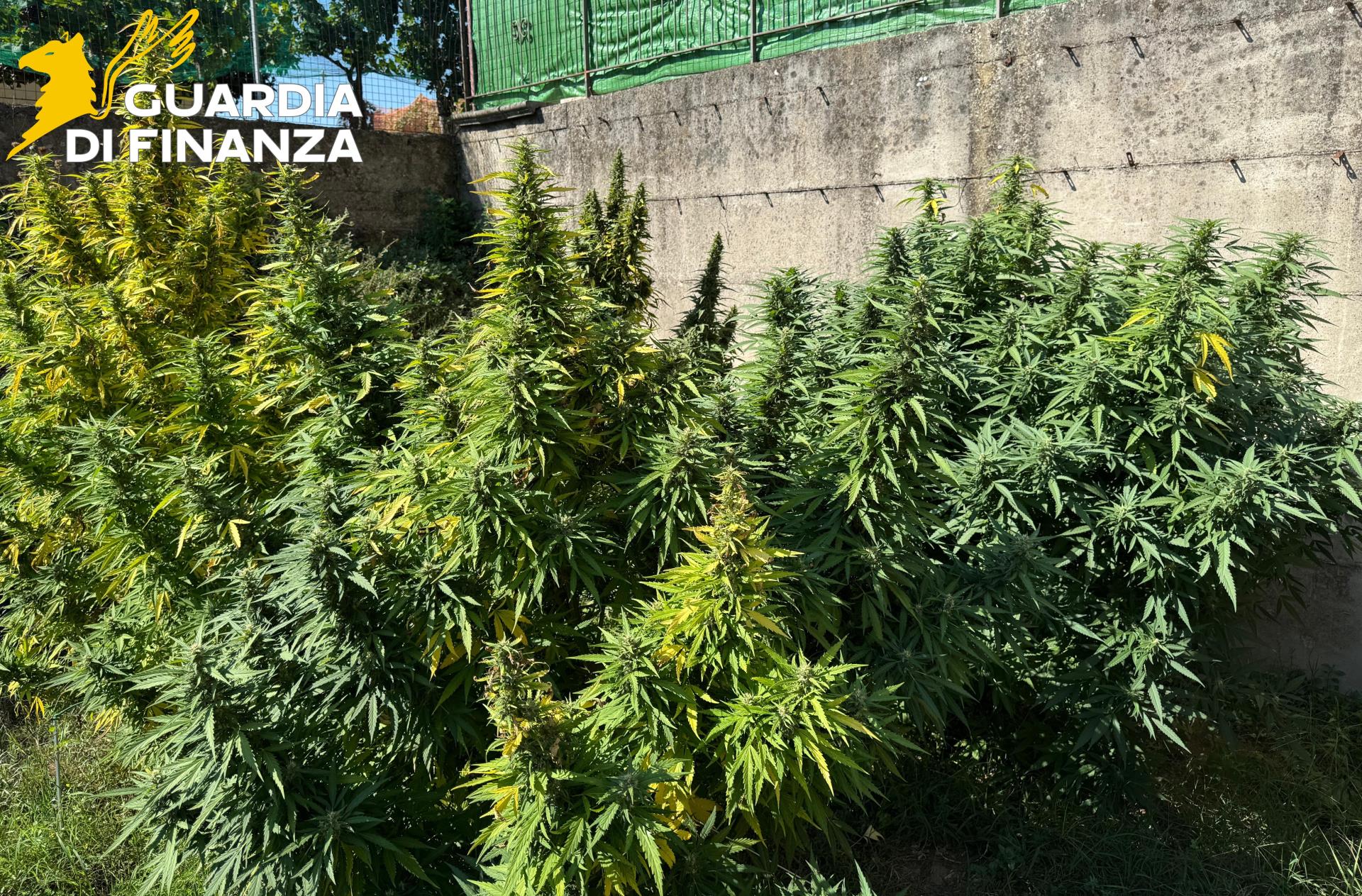 Droga Cannabis