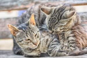 Gatti