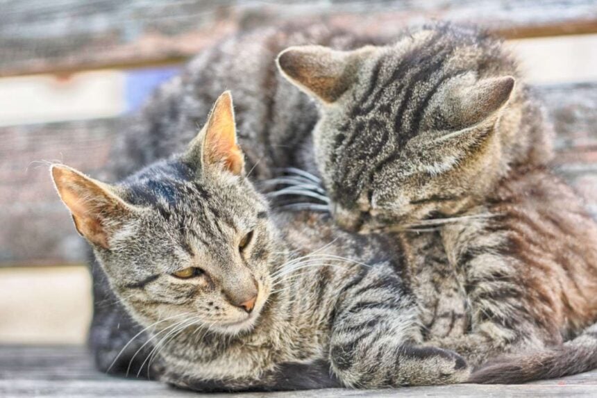 Gatti