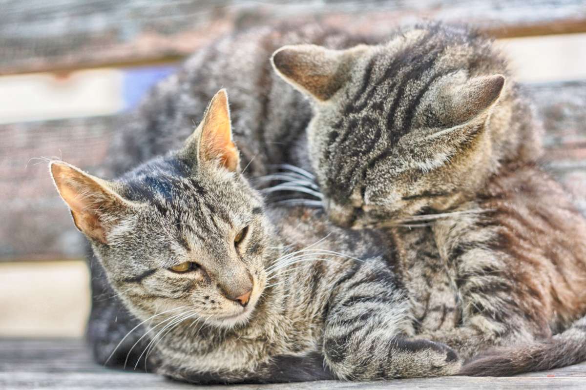 Gatti
