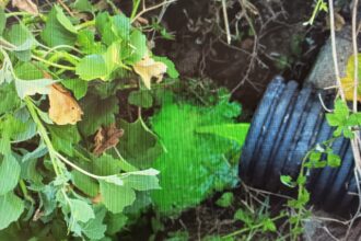 Sversamento a Capaccio