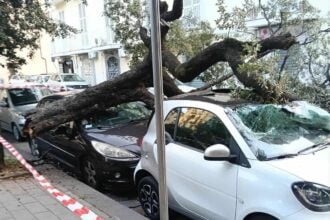 Alberi caduti Salerno
