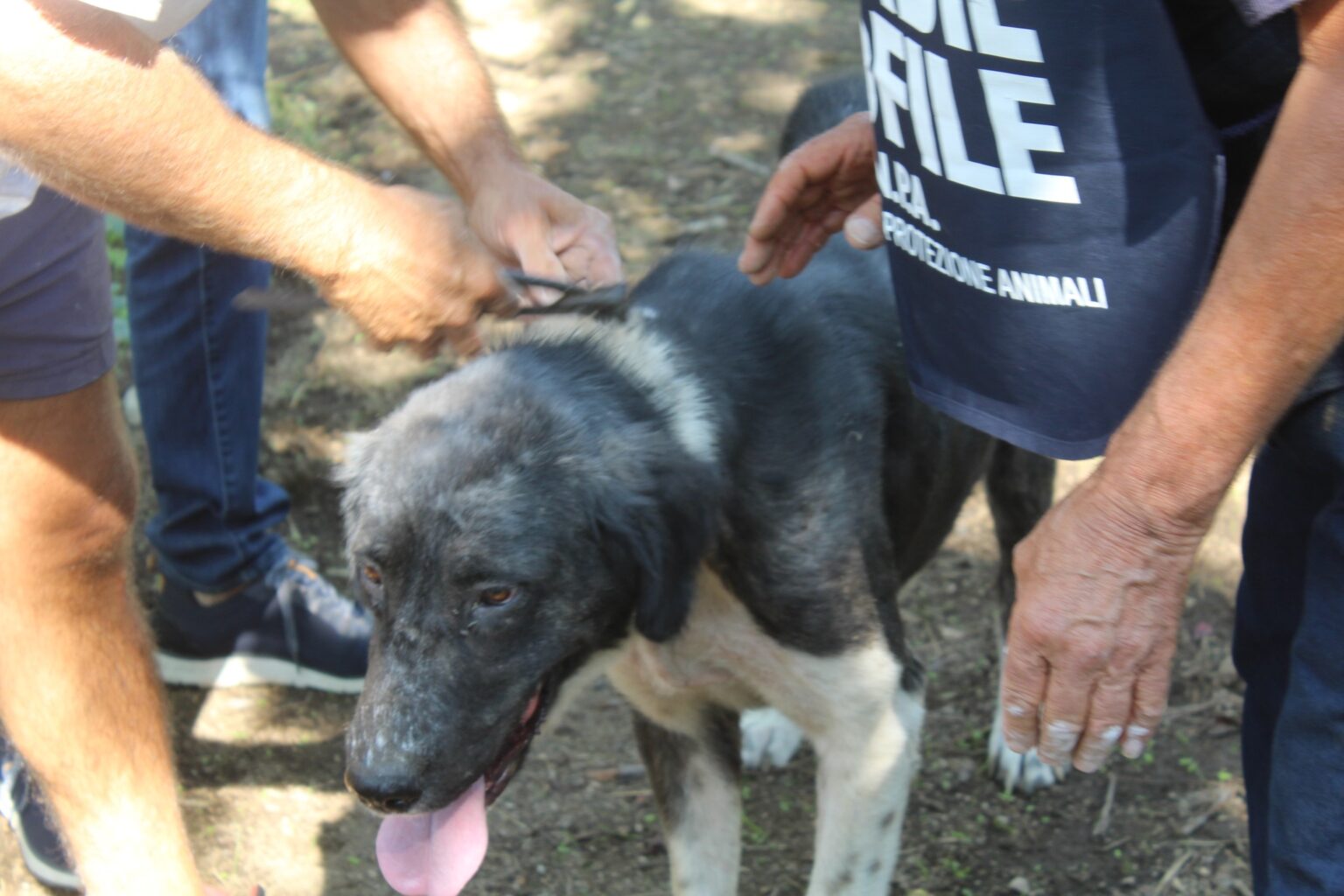 Cane maltrattato