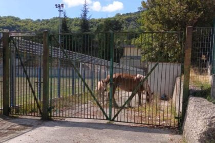 Cavalli vaganti