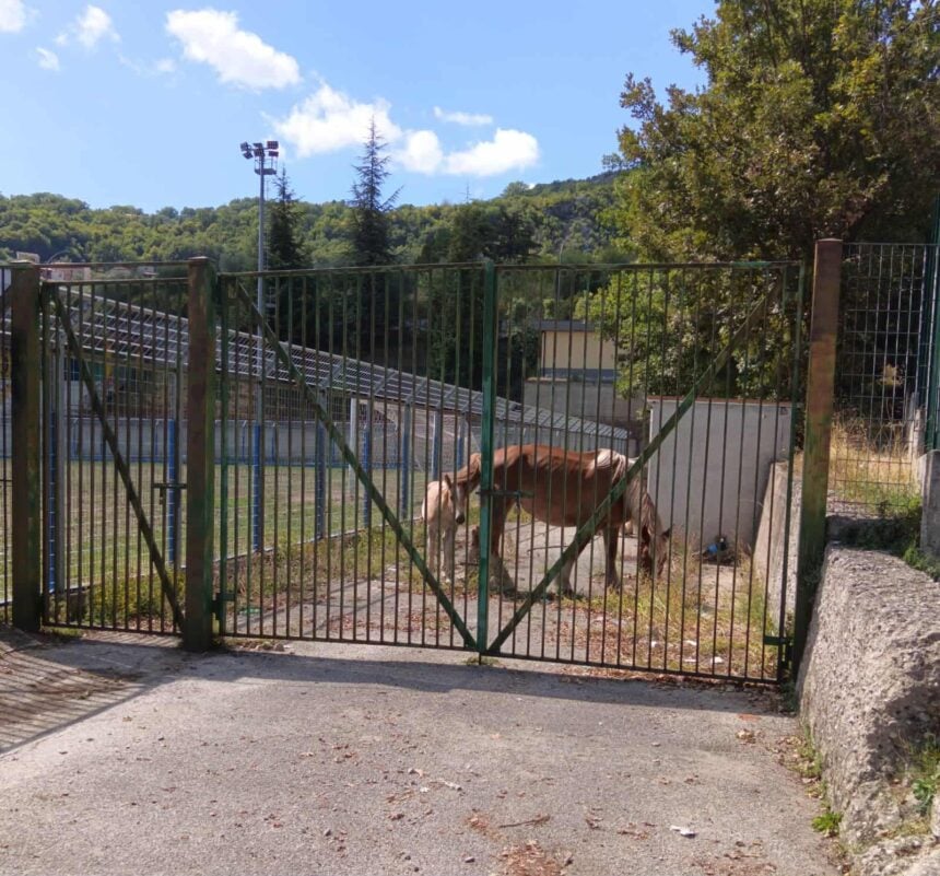 Cavalli vaganti