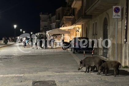 Cinghiali