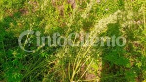 Coltiva marijuana in un terreno: nei guai un 50enne del Golfo di Policastro