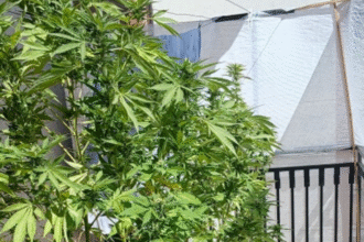 Marijuana