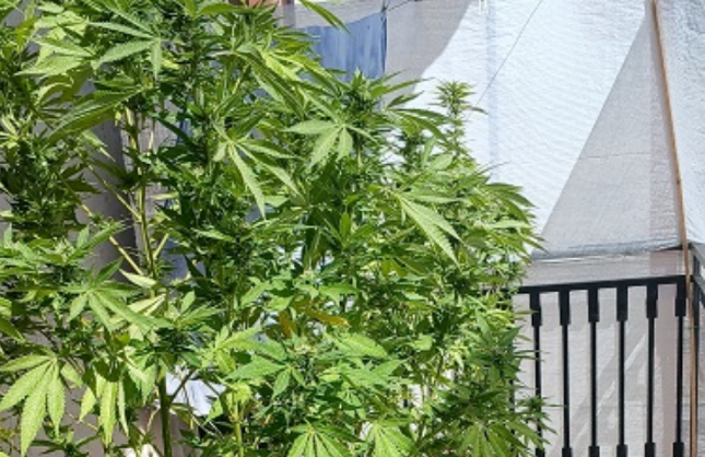 Marijuana
