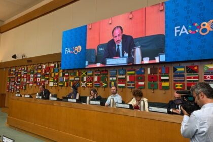 Stefano Pisani, Fao