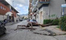 Albero caduto