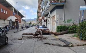 Albero caduto
