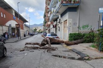 Albero caduto