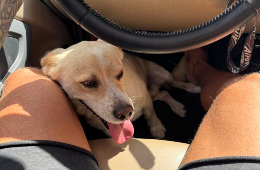 Cane Campagna
