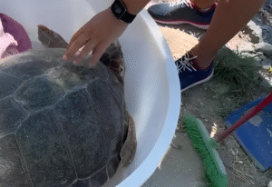 Caretta Caretta a Trentova