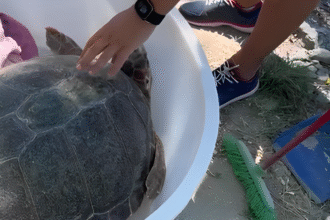 Caretta Caretta a Trentova