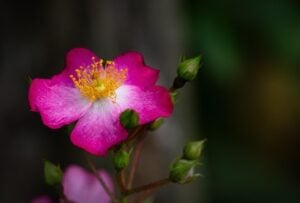 Fiore
