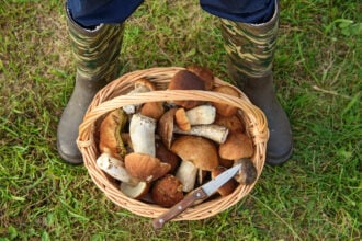 Funghi