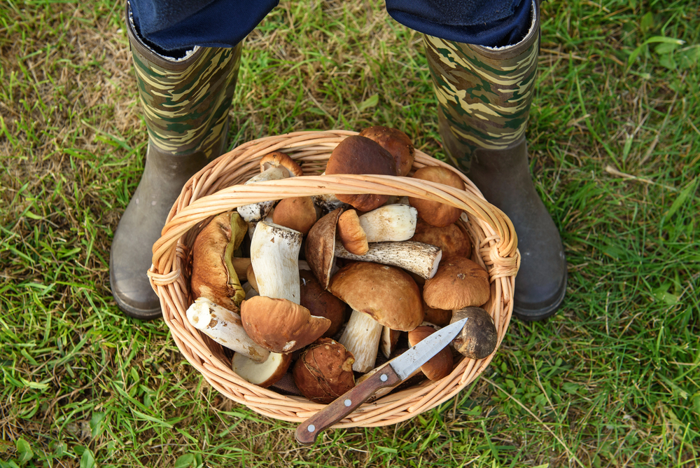 Funghi