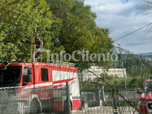 Agropoli, gattino bloccato su un albero: salvato dai Vigili del Fuoco