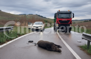 Incidente Salicuneta
