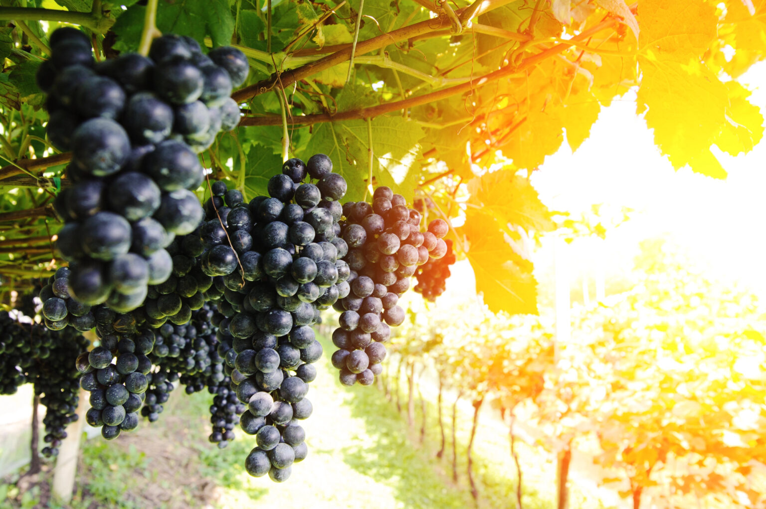 Uva - Vigna