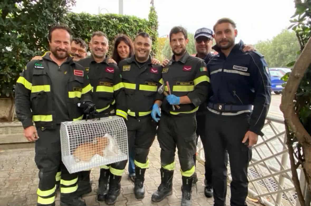 Casal Velino gattino intrappolato