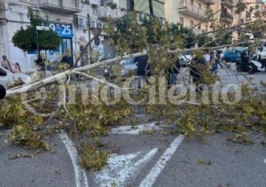 Paura ad Eboli: albero si abbatte al suolo, panico tra i passanti
