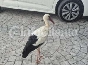 Da Agropoli a Castelnuovo Cilento: nuova tappa per la cicogna “di passaggio”, ora davanti a un altro supermercato