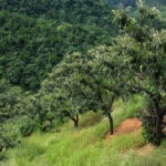 Albero castagne
