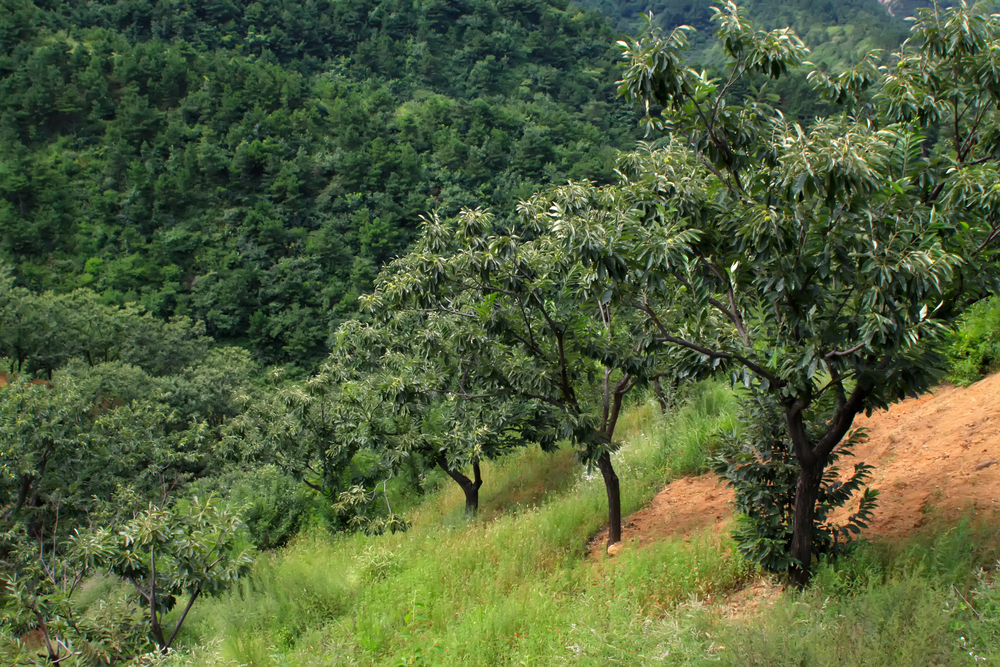 Albero castagne
