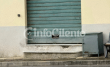 Furti Stella Cilento