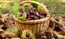 Sagra Festa della Castagna