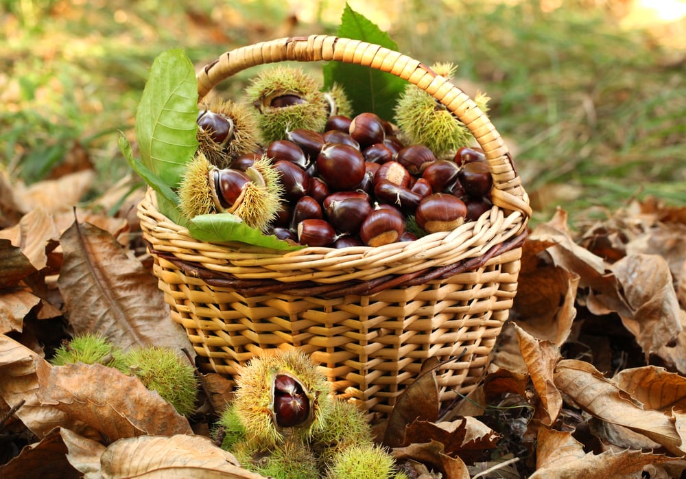 Sagra Festa della Castagna