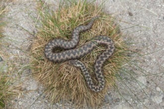 Vipera