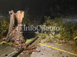 Maltempo nel Golfo di Policastro: paura a Scario per la caduta di una quercia