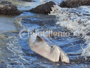 Ogliastro Marina: rinvenuto squalo spiaggiato