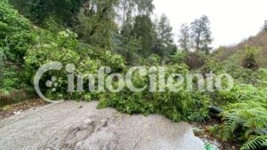 Albero caduto Cardile