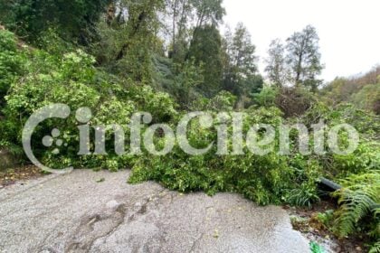 Albero caduto Cardile