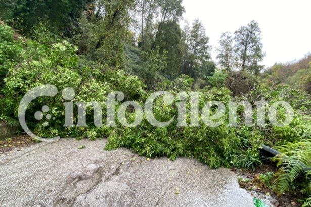 Albero caduto Cardile